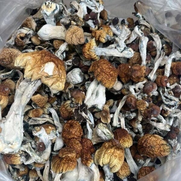 Golden Teacher Shrooms